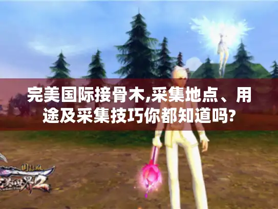 完美国际接骨木,采集地点、用途及采集技巧你都知道吗?